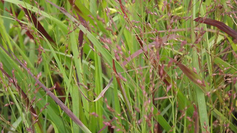 Panic - PANICUM virgatum 'Squaw' - Graminées