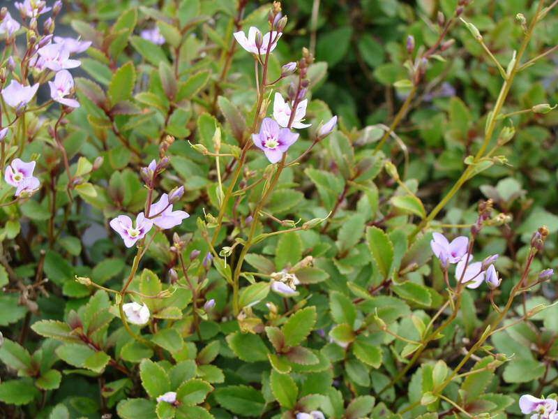 Parahebe bleue - PARAHEBE 'Blue form' - Arbuste