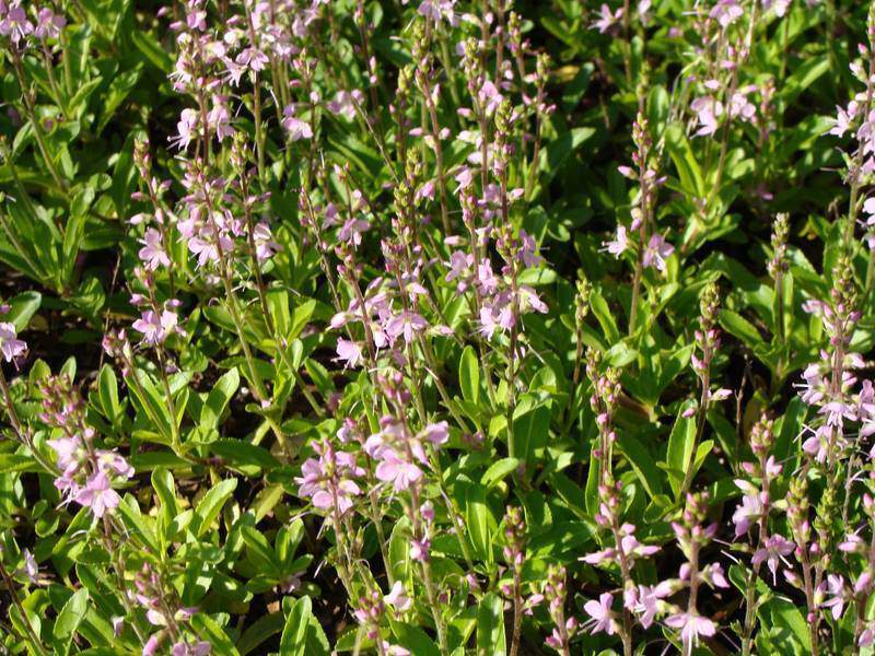 Parahebe rose rampante - PARAHEBE 'Avalanche' - Arbuste