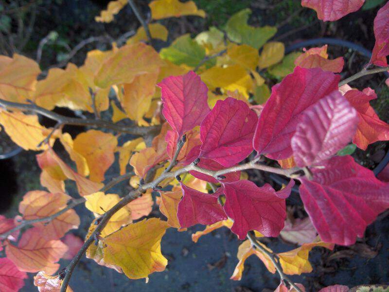 Arbre de fer - PARROTIA persica - Arbuste