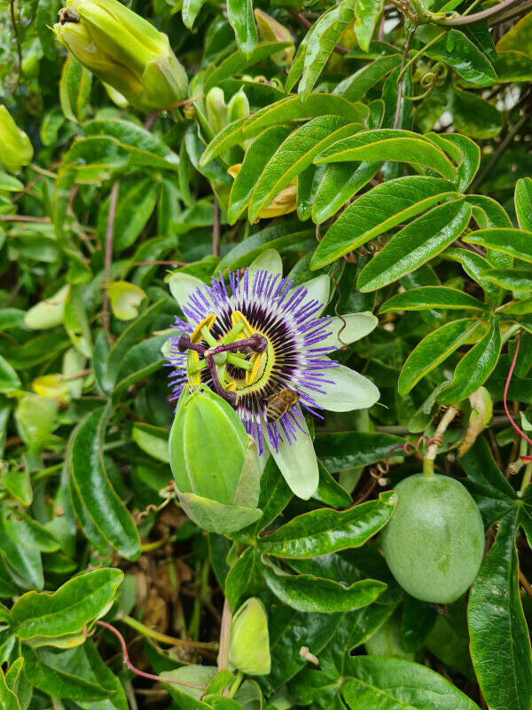 Passifleur - PASSIFLORA caerulea - Plante grimpante