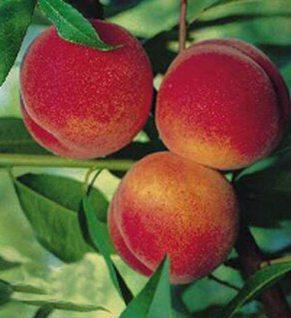 Prunus persica - PECHER 'Grosse mignonne' - Arbre fruitier
