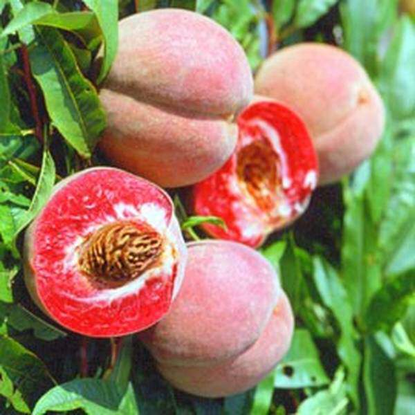 Prunus persica - PECHER 'Pêche sanguine' - Arbre fruitier