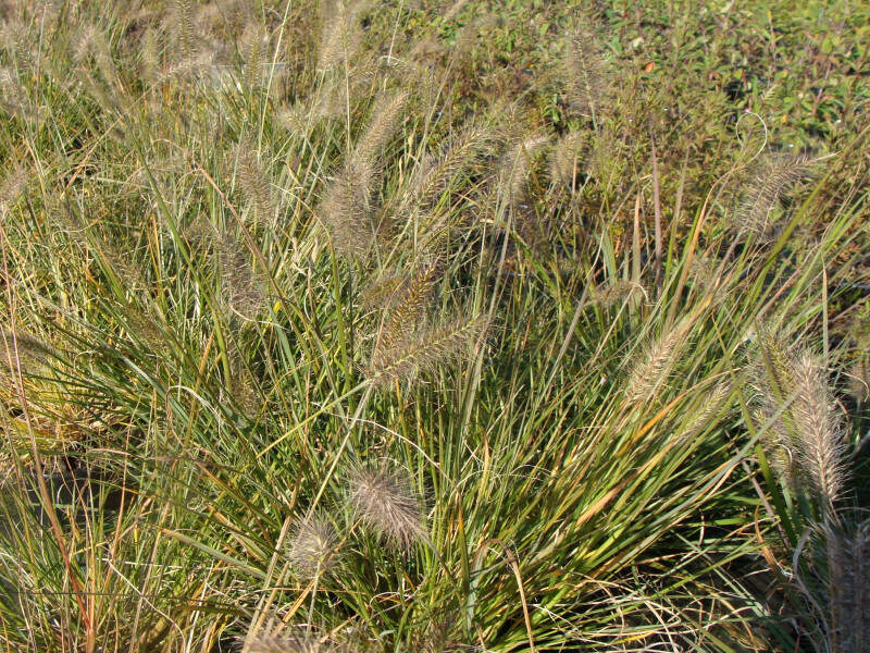 Herbe aux écouvillons - PENNISETUM alopecuroides 'Hameln' - Graminées