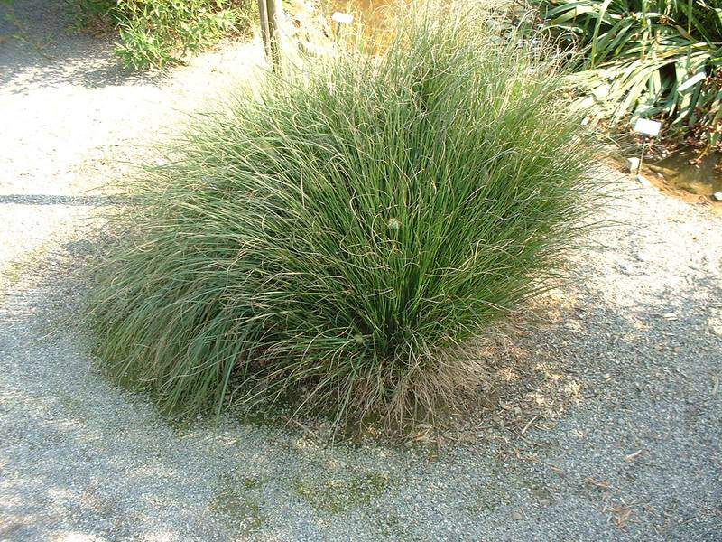 Herbes aux écouvillons - PENNISETUM compressum - Graminées