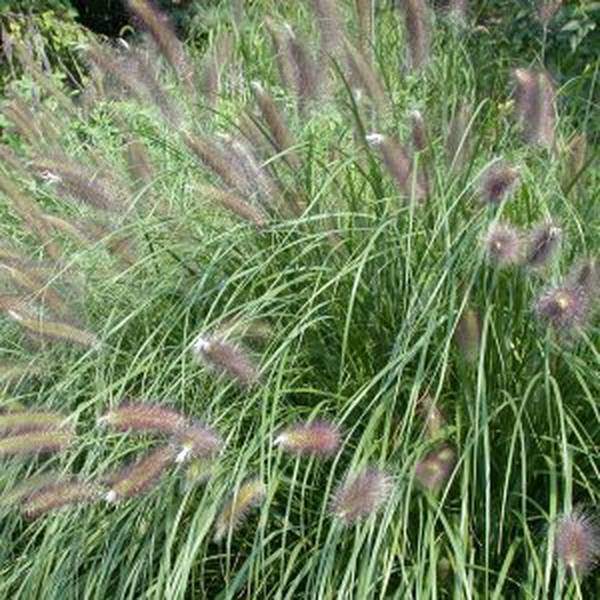 Herbe aux écouvillons - PENNISETUM alopecuroides - Graminées