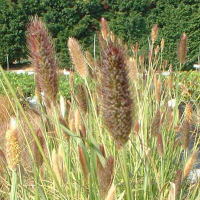 Herbe aux écouvillons - PENNISETUM messiacum 'Red Bunny Tails' - Graminées