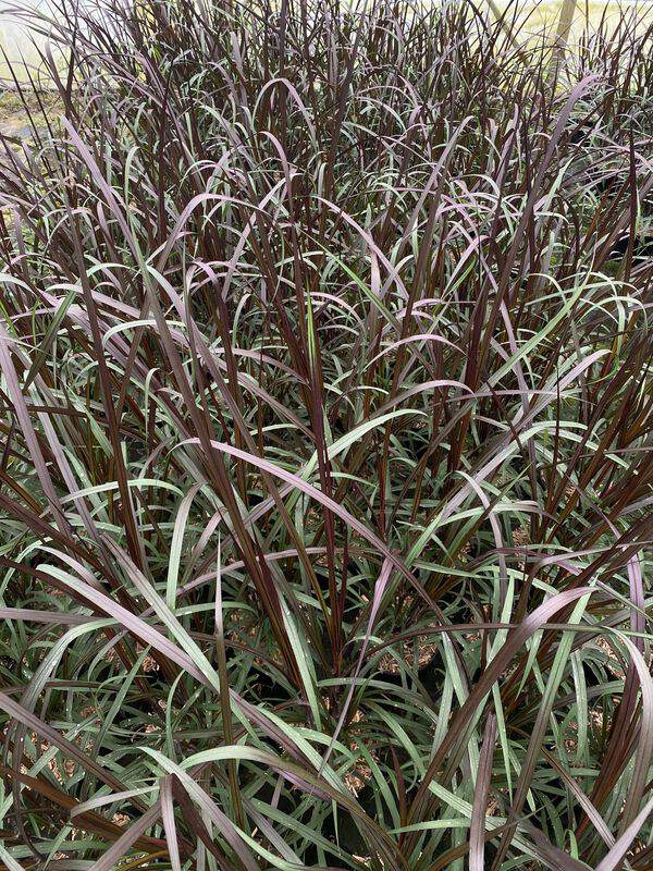 Millet ornemental - PENNISETUM purpureum 'Vertigo' - Graminées