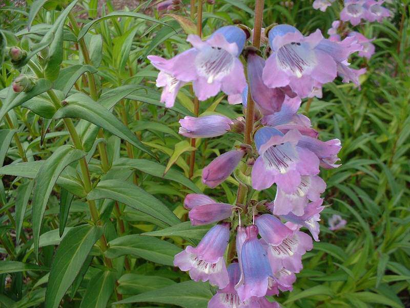 Penstemon - PENSTEMON heterophyllus 'ZURIBLAU' - Vivace