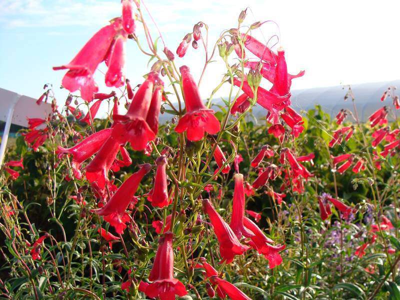 PENSTEMON rouge Penstemon - Vivace