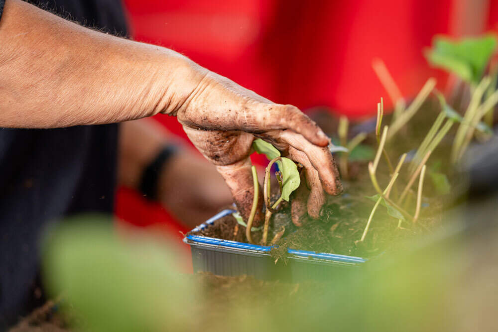 pepinieres-huchet-respect-environnement