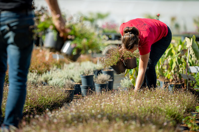 pepinieres-huchet-vente-en-ligne-large-choix-de-plantes-jardin-bretagne