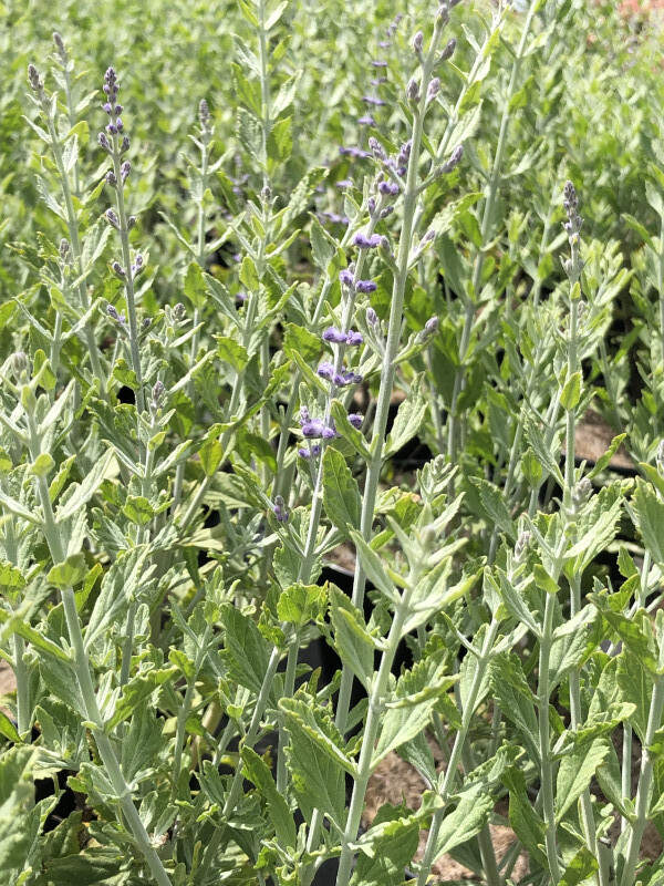 Sauge de Sibérie - PEROVSKIA atriplicifolia 'Little spire' - Arbuste