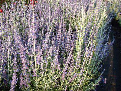 Perovskia, Lavande d'Afghanistan - PEROVSKIA atriplicifolia 'Blue spire' - Arbuste