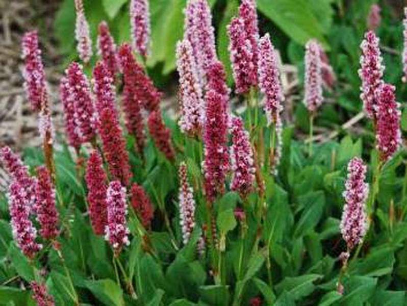 Renouée - PERSICARIA affinis 'Superba' - Vivace