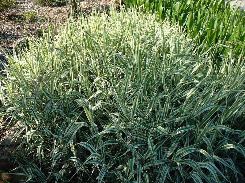 Ruban de bergère - PHALARIS arundinaria 'Picta' - Graminées