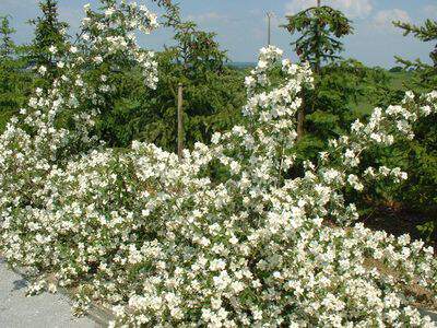 Une haie adaptée à son jardin Philadelphus_belle_etoile__033701000_1839_03022008