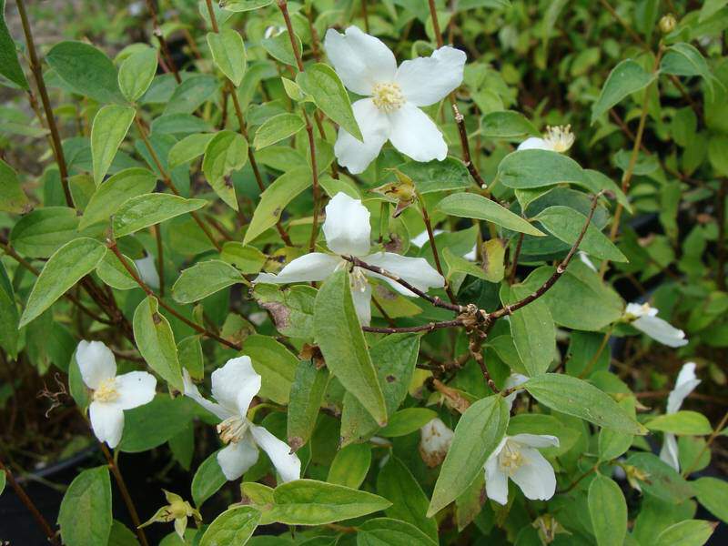 Seringat - PHILADELPHUS 'Silver showers' - Arbuste