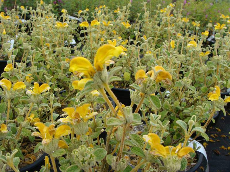 Phlomis - PHLOMIS lanata - Arbuste