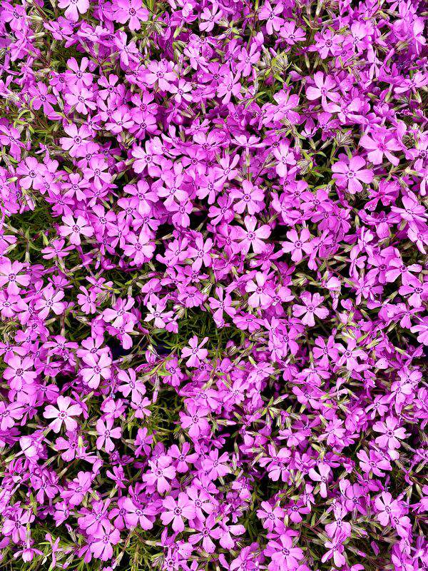 PHLOX subulata Temiskaming - PHLOX subulata 'Temiskaming' - Vivace