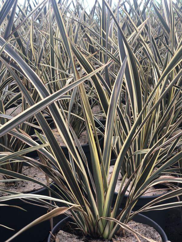 Lin de Nouvelle-Zélande - PHORMIUM 'Alison blackman' - Arbuste