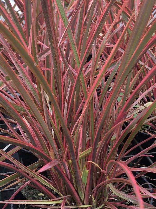 Lin de Nouvelle-Zélande - PHORMIUM 'Joker' - Arbuste