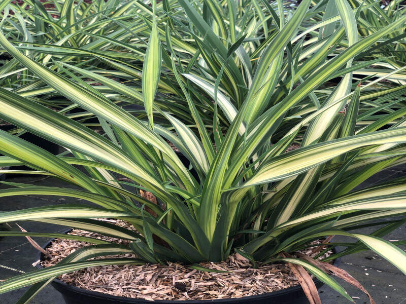 Lin de Nouvelle-Zélande - PHORMIUM 'Moonraker' - Arbuste