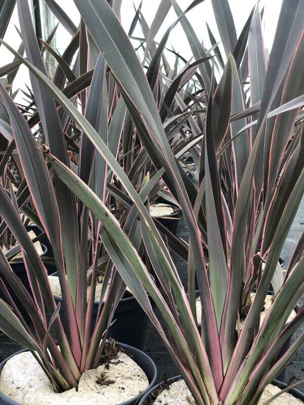 Lin de Nouvelle Zélande - PHORMIUM 'Pink Stripe' - Arbuste