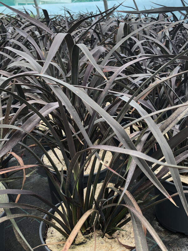 Lin de Nouvelle-Zélande - PHORMIUM 'Platt's black' - Arbuste