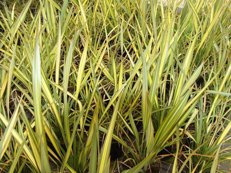 Lin de Nouvelle Zélande - PHORMIUM 'Apricot Queen' - Arbuste