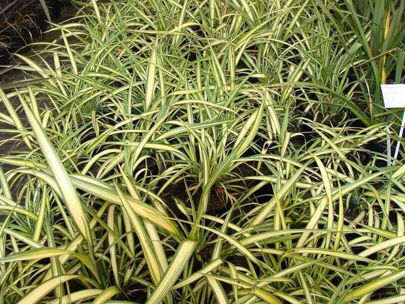 Lin de Nouvelle Zélande - PHORMIUM 'Cream Delight' - Arbuste