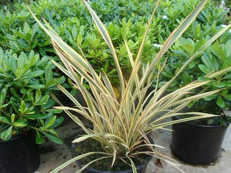 Lin de Nouvelle Zélande - PHORMIUM 'Golden Ray' - Arbuste