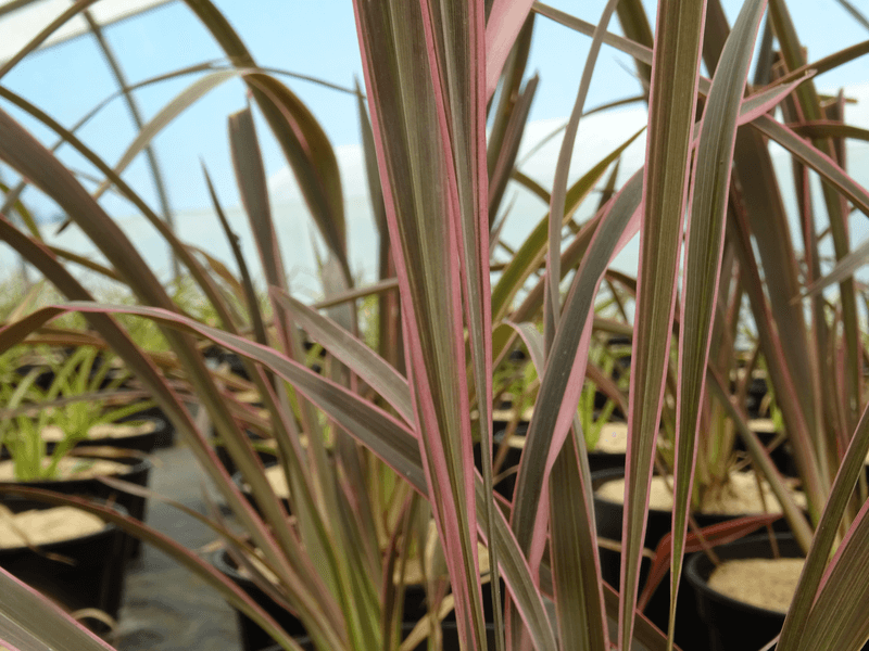 Lin de Nouvelle Zélande - PHORMIUM 'Pink Stripe' - Arbuste