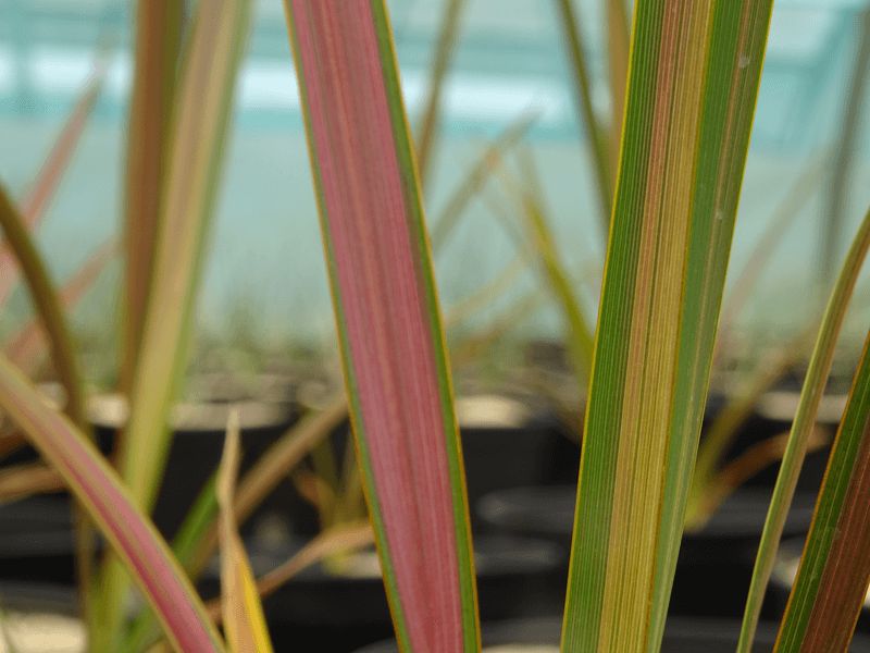 Lin de Nouvelle Zélande - PHORMIUM 'Rainbow Sunrise' - Arbuste