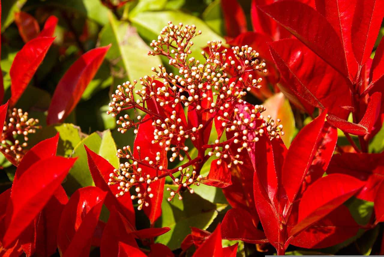 photinia kit de haie