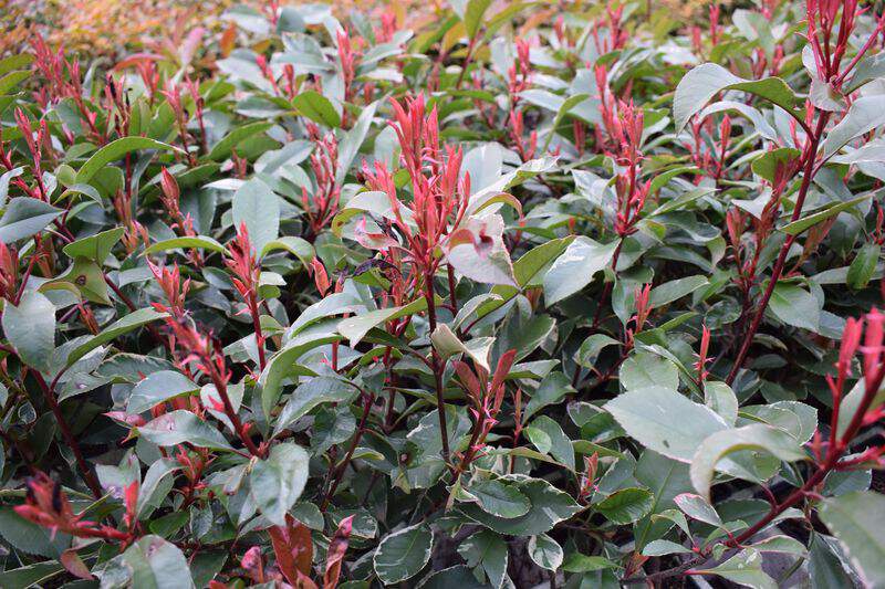 Photinia tricolore - PHOTINIA fraseri 'Louise McLarlou®' - Arbuste