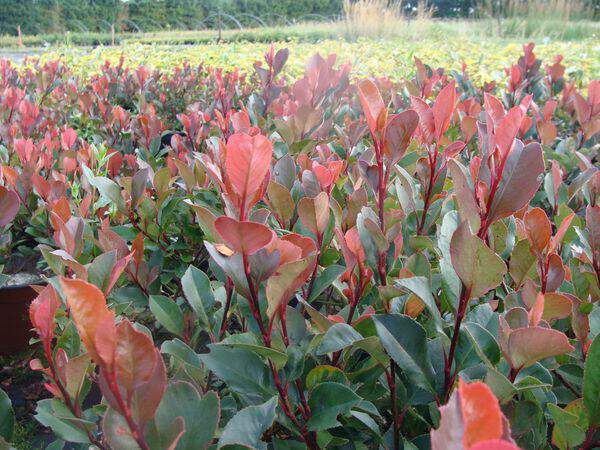 Photinia nain - PHOTINIA fraseri 'Little Red Robin' - Arbuste