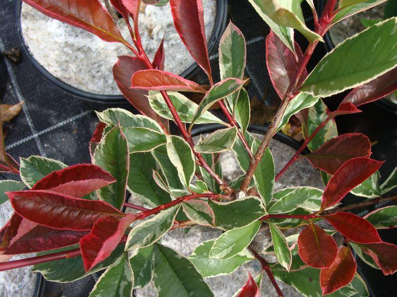 Photinia tricolore - PHOTINIA fraseri 'Pink Marble®' - Arbuste