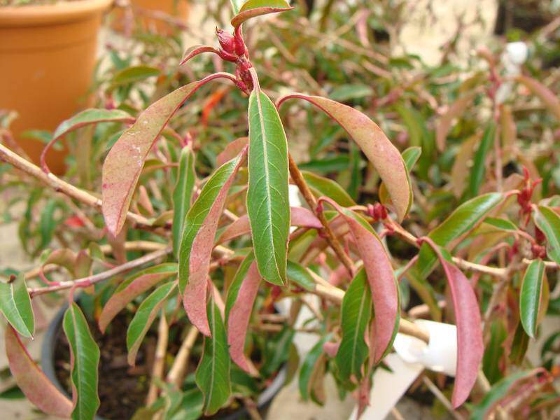 Photinia nain - PHOTINIA davidiana 'Prostata' - Arbuste