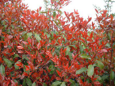 Photinia - PHOTINIA fraseri 'Red robin' - lot de 15 plants - Arbuste