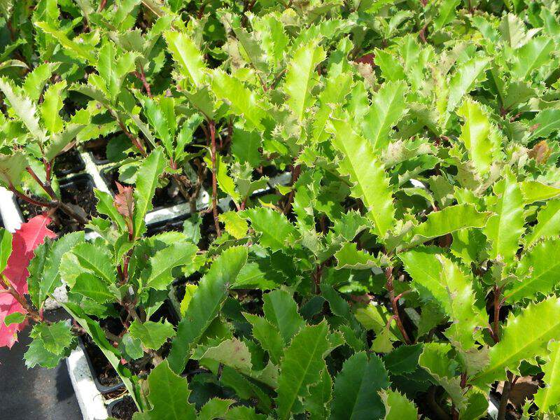 Photinia - PHOTINIA serratifolia 'Crunchy®' - Arbuste