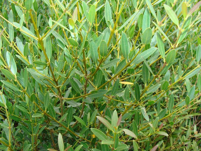 Filaire à feuilles étroites - PHILLYREA angustifolia - Arbuste