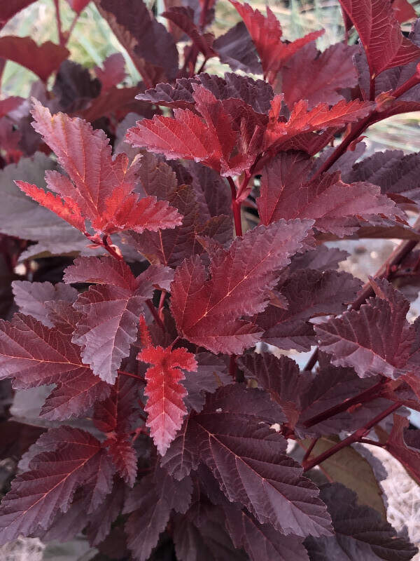 Physocarpe à feuilles d'obier - PHYSOCARPUS opulifolius 'Little Angel' - Arbuste