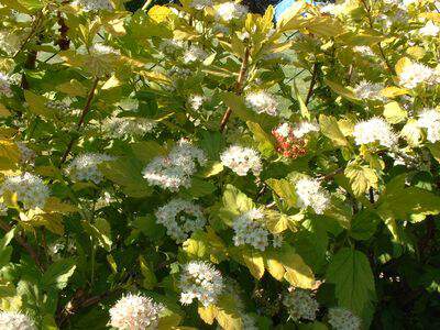 Physocarpus doré - PHYSOCARPUS opulifolius 'Dart's gold' - Arbuste