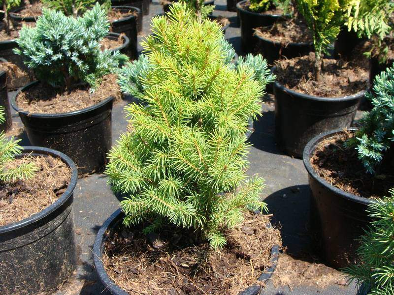 Sapinette blanche - PICEA albertiana 'Conica' - Conifère nain