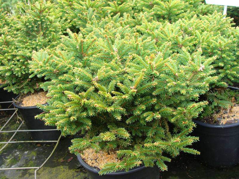 Sapin de serbie - PICEA omorika 'Nana' - Conifère nain