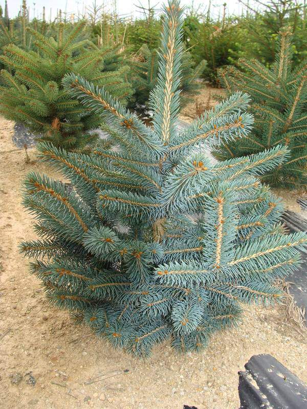 Sapin bleu - PICEA pungens 'Glauca' - Conifère