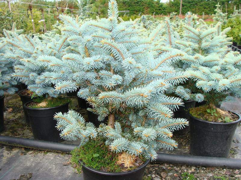 Sapin bleu - PICEA pungens 'Glauca Globosa' - Conifère nain