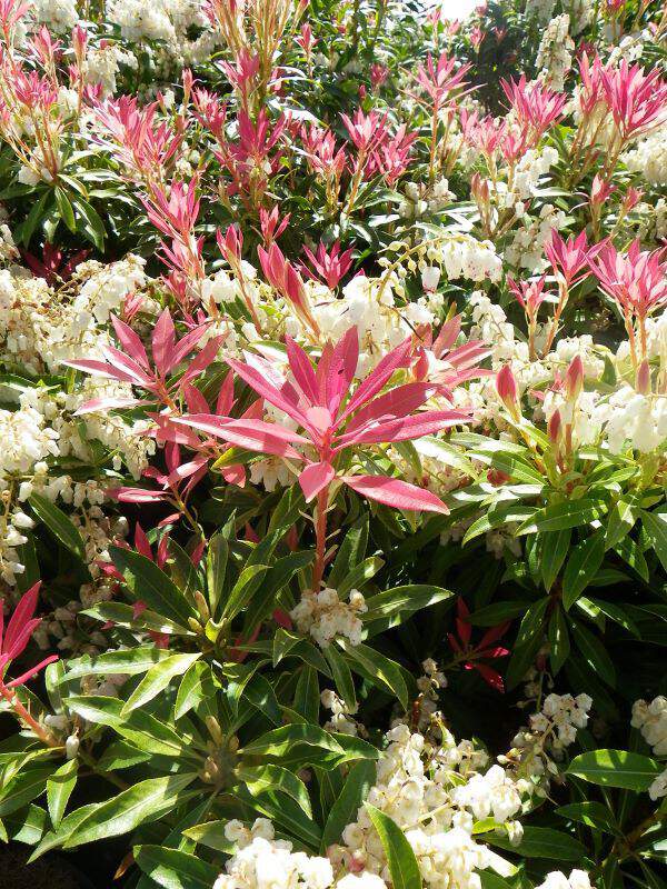 Piéris, Andromède - PIERIS japonica 'Forest flame' - Arbuste