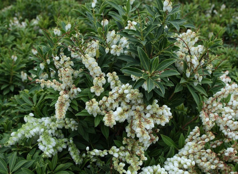 Andromède du Japon - PIERIS japonica 'Sarabande' - Arbuste